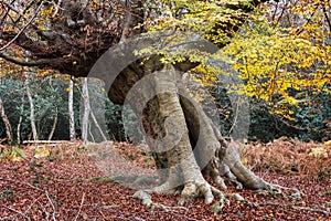 A very ancient beech tree, Burnham Beeches, Buckinghamshire, UK