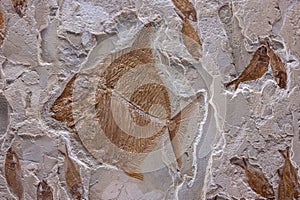 Detail of an ancient fish fossil