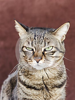 Very angry cat with a narrowed green eye. Looks haughty and evil