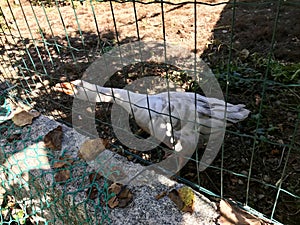 Very angry goose behind a plastic mesh