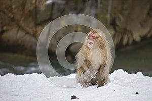 Very Angry Wild Snow Monkey photo