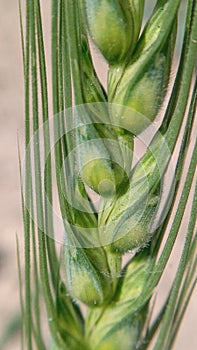 Very Attractive Green Wheats Macro Shot.