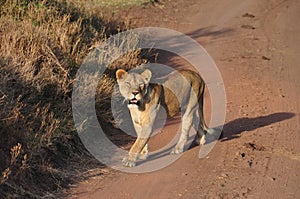 A lioness crossing the road