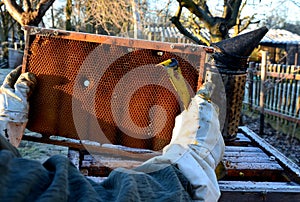 Very bad winter, a lot of hives this winter and died. frozen honeycombs and hives covered with hoarfrost. The beehives in the gard