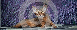 Very beautiful Abyssinian cat, kitten on the background of a lavender field