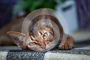 Very beautiful Abyssinian cat, kitten on the background of a lavender field,