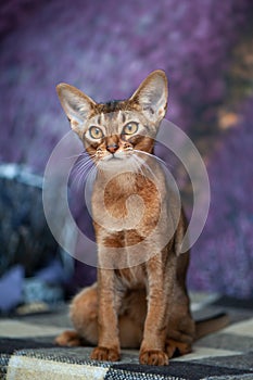 Beautiful Abyssinian cat, kitten on the background of a lavender field, closeup portrait