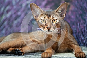 Very beautiful Abyssinian cat, kitten on the background of a lavender field, closeup portrait