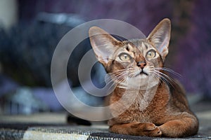 Very beautiful Abyssinian cat, kitten on the background of a lavender field, closeup portrait