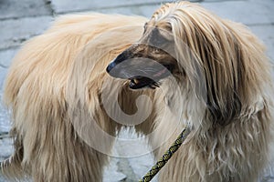 Very beautiful Afghan Hound