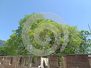 A bo tree afield apparently