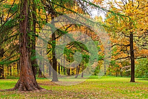 Very beautiful autumn landscape of forest