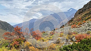 Very beautiful autumn in the mountains. Yellowed leaves of bushes, reddened leaves of trees. Ala-Archa National Park, Kyrgyzstan