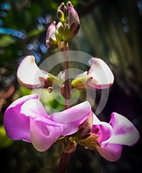 Very beautiful bean flowers. Flowers will be bushed.