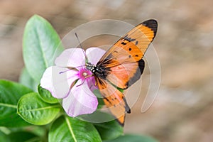 Very beautiful and big butterfly. Tanzania