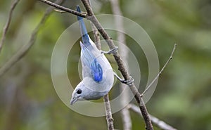 Very beautiful bird, Blue-gray Tanager (Thraupis episcopus) perched on a tree branch photo
