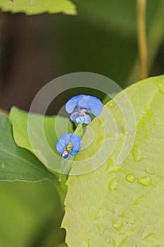 A very beautiful blue pagai flower, blurred background, Aceh