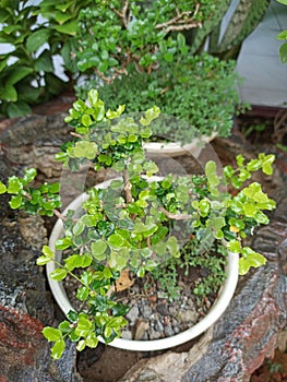 This is a very beautiful bonsai because it is well cared for