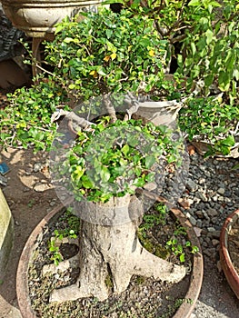 This is a very beautiful bonsai because it is well cared for