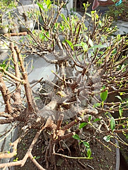 This is a very beautiful bonsai because it is well cared for