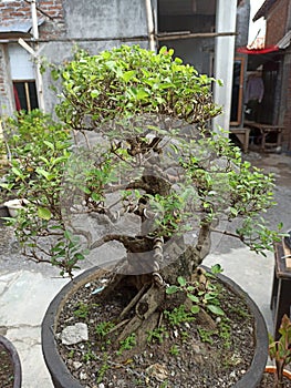 This is a very beautiful bonsai because it is well cared for