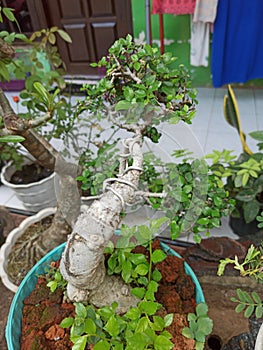 This is a very beautiful bonsai because it is well cared for