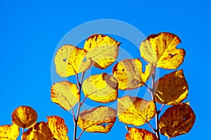 Very beautiful branches of autumn trees. Nature background with copy space for text