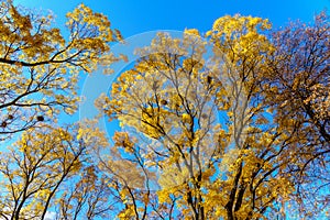 Very beautiful branches of autumn trees. Nature background with copy space for text