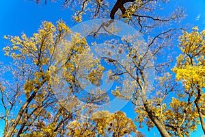 Very beautiful branches of autumn trees. Nature background with copy space for text