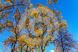 Very beautiful branches of autumn trees. Nature background with copy space for text