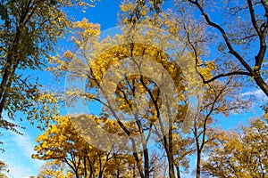 Very beautiful branches of autumn trees. Nature background with copy space for text