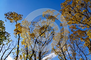 Very beautiful branches of autumn trees. Nature background with copy space for text