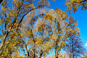 Very beautiful branches of autumn trees. Nature background with copy space for text