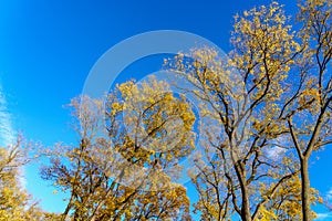 Very beautiful branches of autumn trees. Nature background with copy space for text