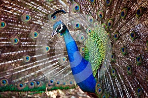Very beautiful bright blue peacock fluffed tail