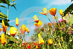 Very beautiful california poppy flower