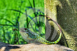 Very beautiful chameleon changes color to green