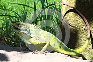 Very beautiful chameleon changes color to green