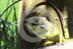 Very beautiful chameleon changes color to green