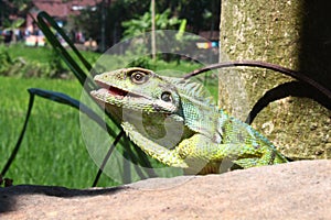 Very beautiful chameleon changes color to green