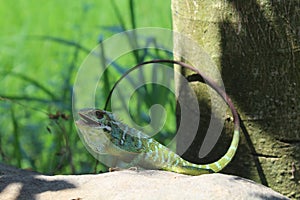 Very beautiful chameleon changes color to green