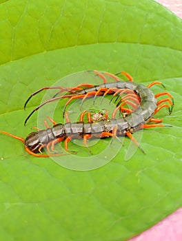 Very beautiful and charming tropical forest centipedes