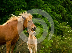 A very beautiful chestnut foal of an icelandic horse is sniffling and tweaking it`s sorrel mother, grooming
