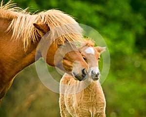 A very beautiful chestnut foal of an icelandic horse is sniffling and tweaking it`s sorrel mother, grooming photo