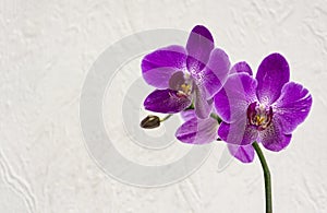 Very beautiful close-up of purple phalaenopsis orchid flower, Phalaenopsis known as the Moth Orchid or Phal on the white wall back