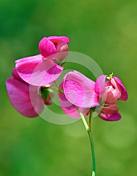 Lathyrus tuberosus , tuberous pea flower , flora Iran
