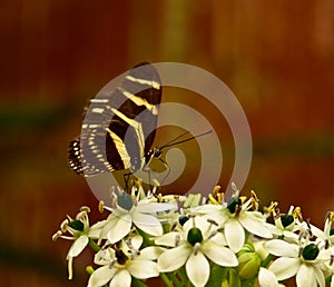 A very beautiful colorful butterfly, very fragile, macro, with many details