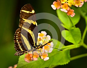 A very beautiful colorful butterfly, very fragile, macro, with many details