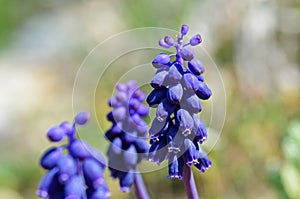 Muscari neglectum , Grape hyacinth flower , flora Iran