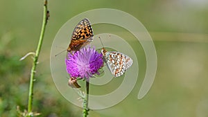 Very beautiful and colorful orange butterfly Fabriciana niobe with dots sitting on flowers in the mountains in summer